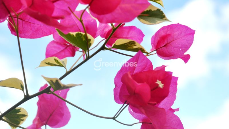 Có nên trồng cây hoa giấy trước nhà - Caycoi.net