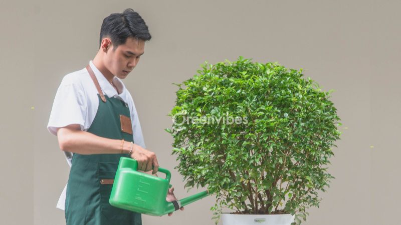 Có nên trồng cây nguyệt quế trước nhà? Ai nên trồng?