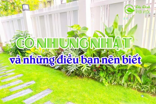 Cỏ nhung nhật và những điều bạn nên biết