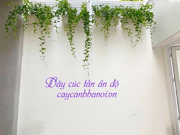 Cúc tần ấn độ trồng chậu treo ban công