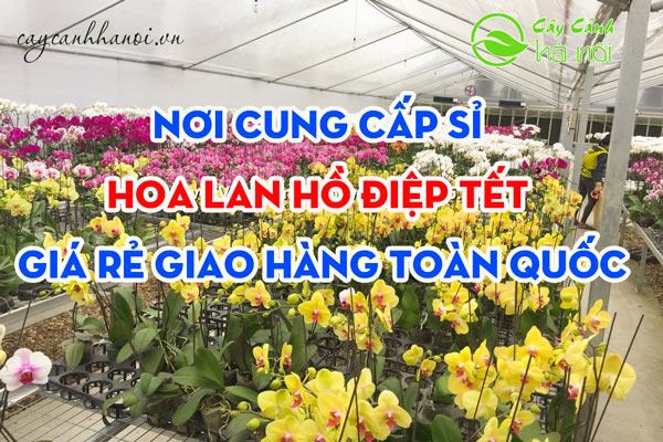 Nơi cung cấp sỉ hoa lan hồ điệp Tết giá rẻ