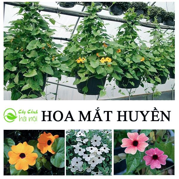 Cung cấp hoa mắt huyền chậu treo