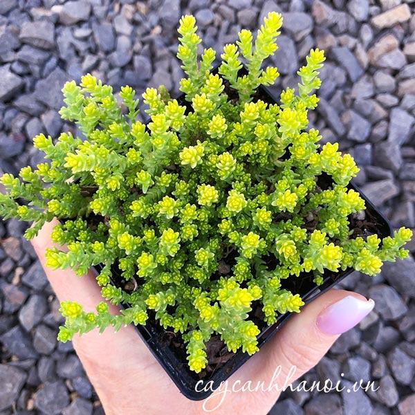 Đất trồng sen đá sedum phải tơi xốp, thoát nước tôt