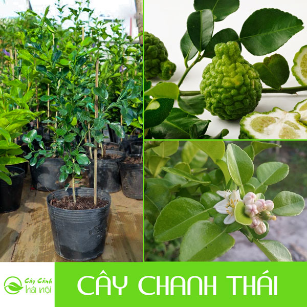 Đặc điểm cây chanh thái