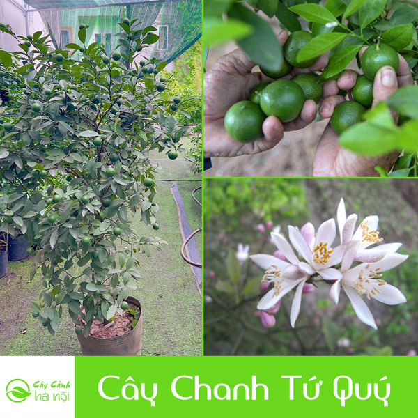 Đặc điểm cây chanh tứ quý