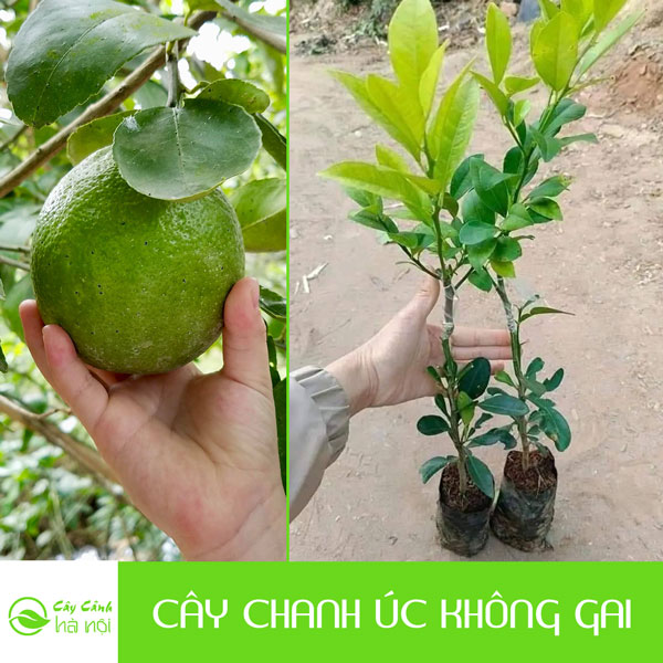 Đặc điểm cây chanh úc không gai