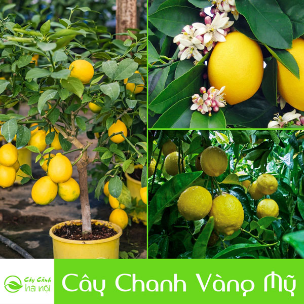 Đặc điểm cây chanh vàng Mỹ