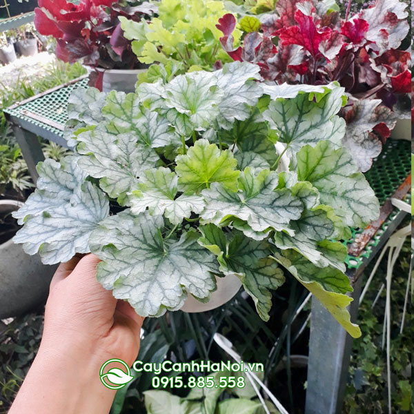 Đặc điểm cây lá màu heuchera