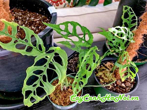 Đặc điểm cây trầu bà Monstera Obliqua