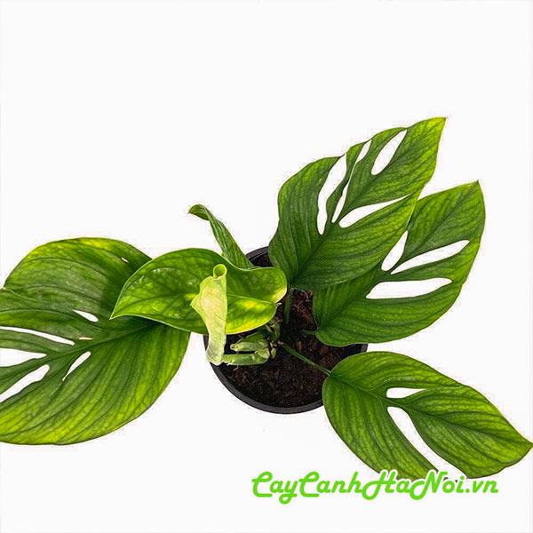 Đặc điểm cây trầu bà Monstera Pinnatipartita