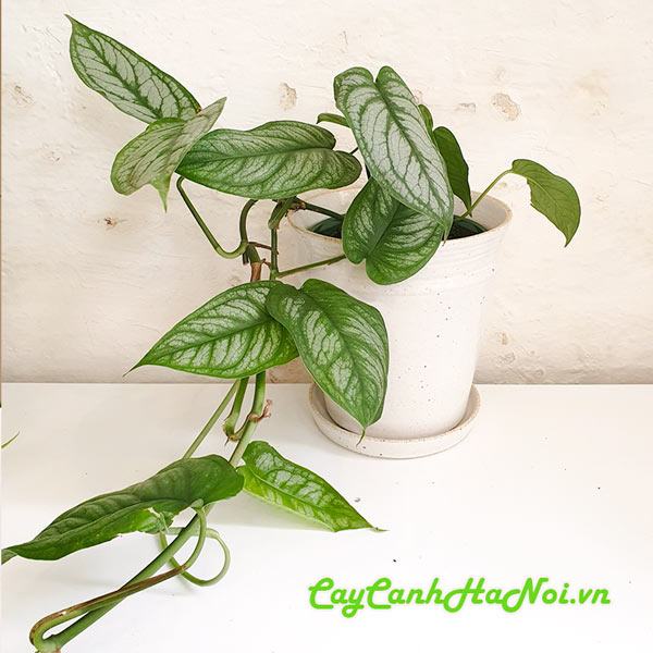 Đặc điểm câu trầu bà Monstera Siltepecana