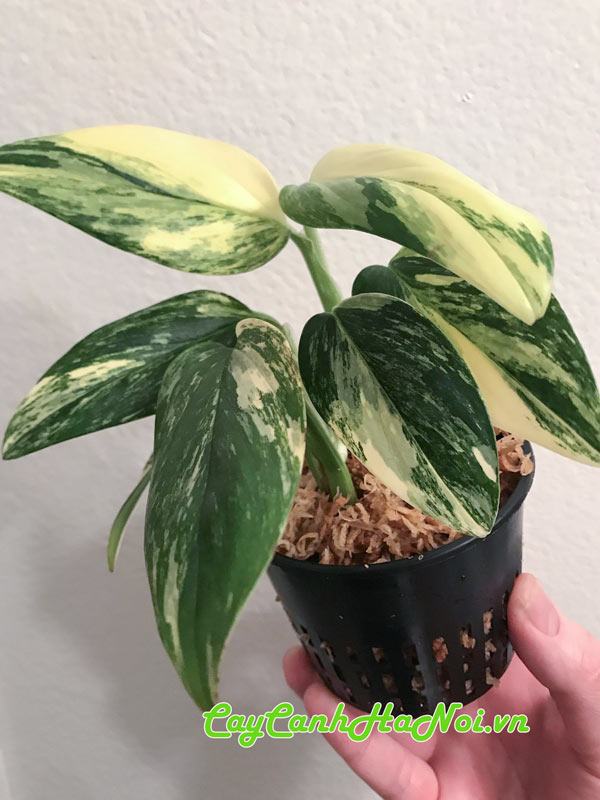 Đặc điểm cây trầu bà Monstera Standleyana