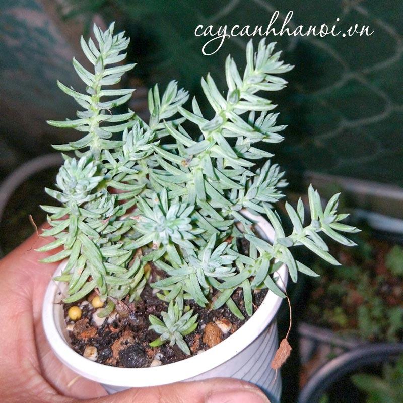 Đặc điểm của sen đá sedum rong biển