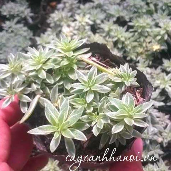 Đặc điểm lá cây sen đá sedum cỏ trắng