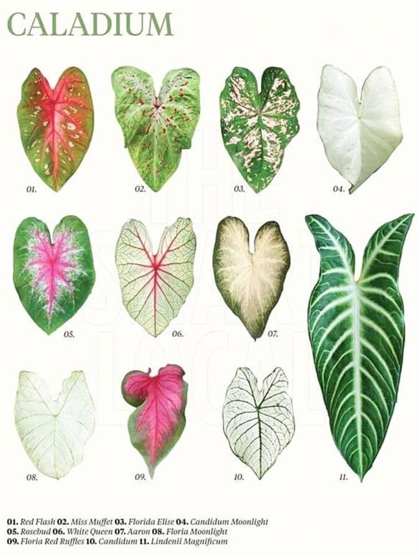 dac-diem-la-dong-caladium Đặc điểm lá dòng Catadium