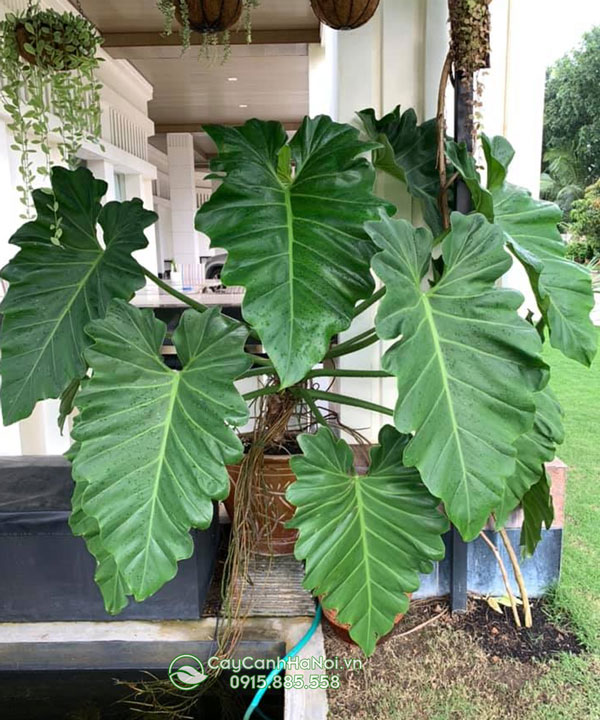 Đặc điểm rễ cây Philodendron