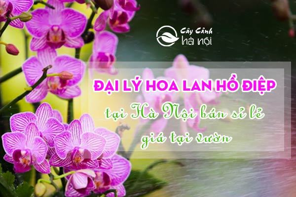 hoa-huong-duong-thuy-chung-1 Trong tình yêu, hoa hướng dương tượng trưng cho sự chung thủy, tình yêu thầm lặng, sự ấm áp, chân thành