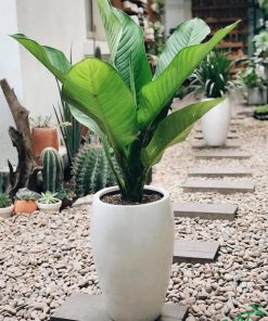 dai-phu-gia-xm-247x296-1 Địa chỉ mua cây uy tín