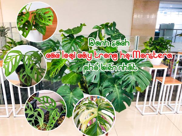 Danh sách các loại cây trong họ Monstera phổ biến nhất