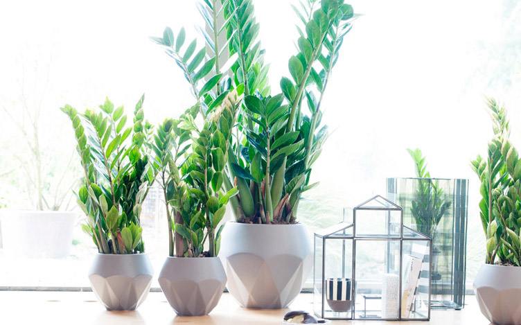 Đặt cây Kim tiền bên cạnh cửa sổ dat-cay-kim-tien-ben-canh-cua-so.jpg