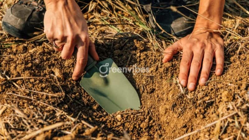 Đất sạch trồng cây cảnh