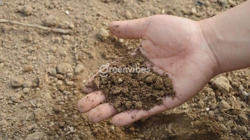 Đất trồng cây cảnh bonsai