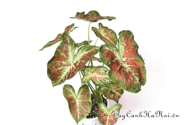 Dawn to Dusk Caladium