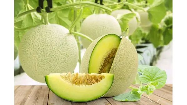 dc6b0a-lc6b0e1bb9bi-1 dưa lưới