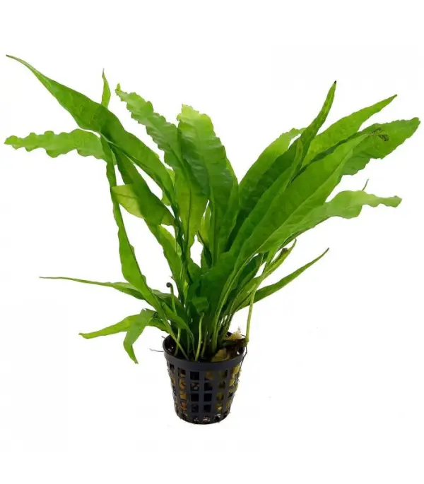 dc6b0c6a1ng-xe1bb89-java Dương xỉ Java