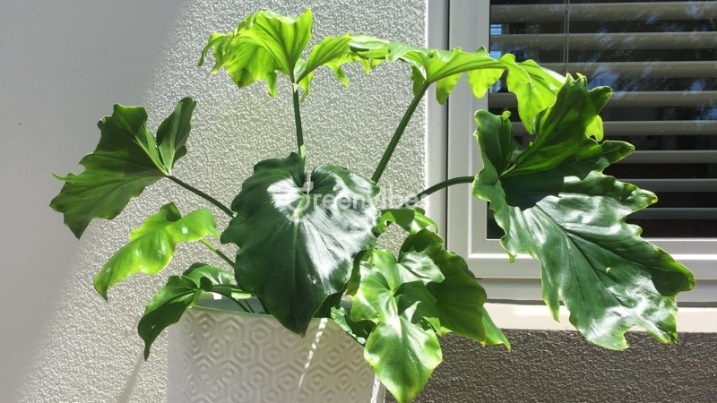 di-khai-truong-nen-tang-qua-gi Đi khai trương nên tặng quà gì - Greenvibes