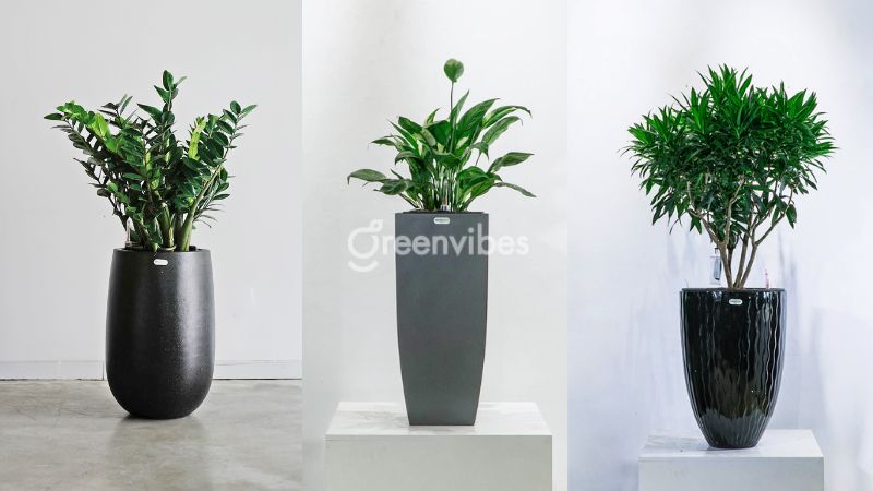 Địa chỉ mua cây cảnh văn phòng TPHCM giá rẻ, đẹp nhất