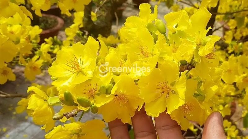 Địa chỉ mua mai giảo Thủ Đức chất lượng, giá tốt nhất TPHCM