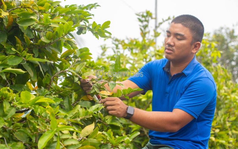Dịch vụ chăm sóc mai sau Tết của vườn mai Sáu Hải