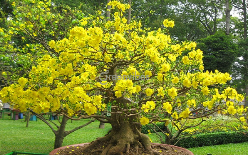 Vườn mai Tết Bảo Anh