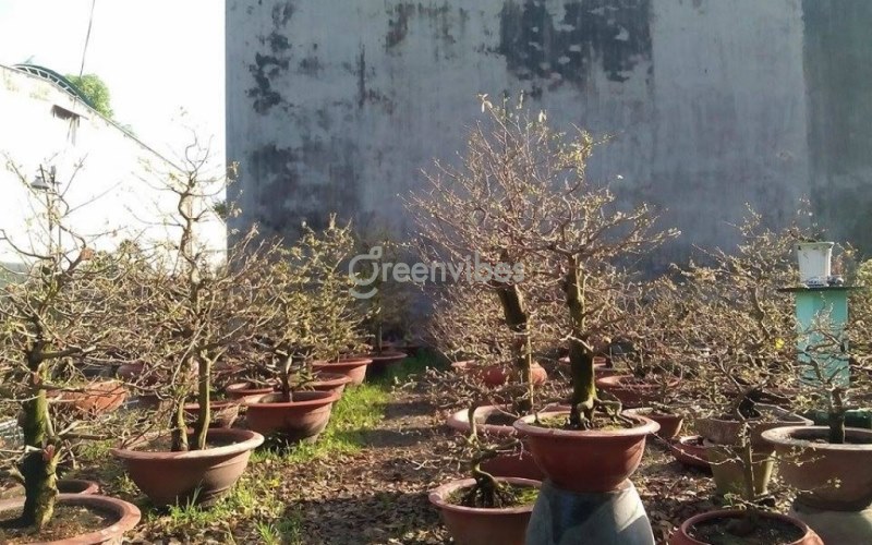 Vườn mai Hai Nghĩa