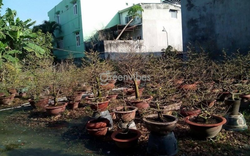 Dịch vụ chăm sóc mai sau Tết uy tín, chất lượng tại TPHCM