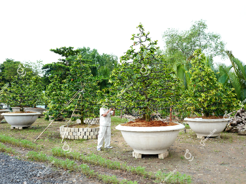 bán cây mai vàng Dịch vụ cho thuê mai tết - Caycoi.net