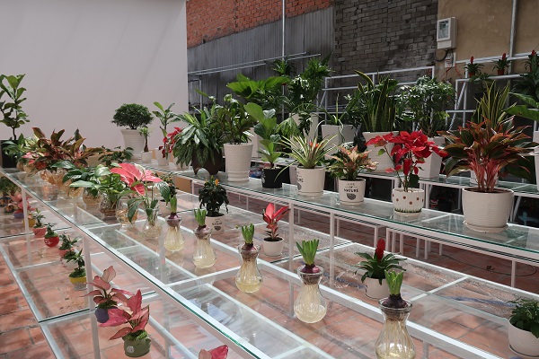 diem-ban-cay-canh-online-tai-tp-hcm-dep-gia-re-dich-vu-tot-2 diem-ban-cay-canh-online-tai-tp-hcm-dep-gia-re-dich-vu-tot-2.JPG