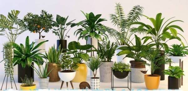 diem-ban-cay-canh-online-tai-tp-hcm-dep-gia-re-dich-vu-tot-3-1 diem-ban-cay-canh-online-tai-tp-hcm-dep-gia-re-dich-vu-tot-3.jpg