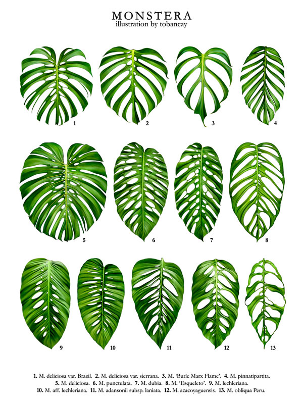 dong-kieng-la-montera Các kiểu lá của dòng Monstera