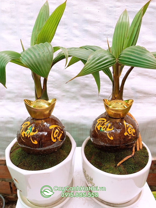 Dừa kiểng bonsai khắc chữ