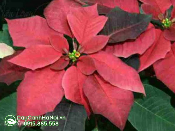 euphorbia Pulcherrima ‘’cortez Burgundy‘