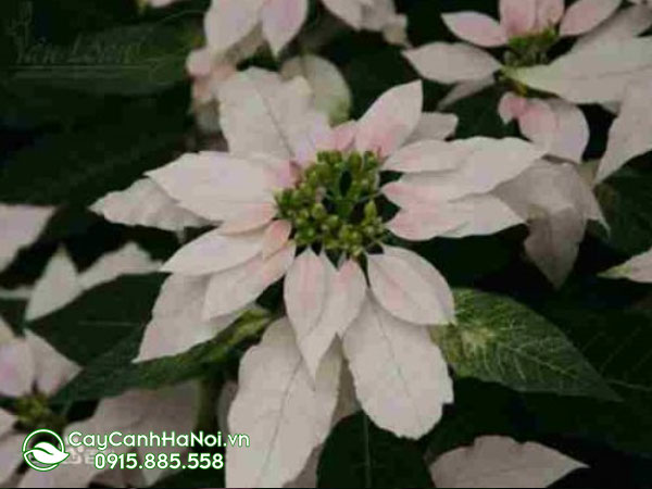 euphorbia Pulcherrima ‘’dolce Brush‘