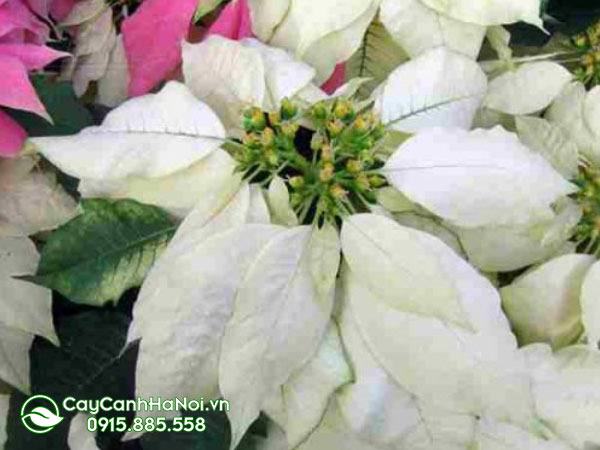 euphorbia Pulcherrima ‘’ecke’s White‘