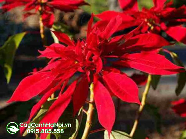 euphorbia Pulcherrima ‘henrietta Ecke’