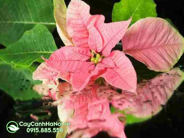 euphorbia Pulcherrima ’‘rosea’