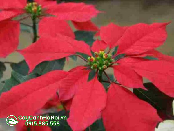 euphorbia Pulcherrima ’’eckespointc－1‘