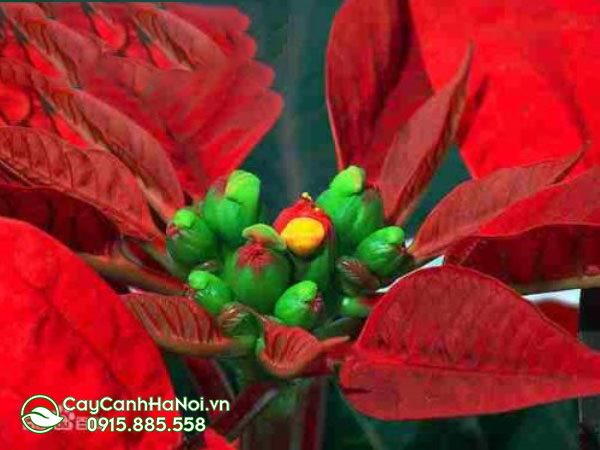 euphorbia Pulcherrima‘annette Hegg’