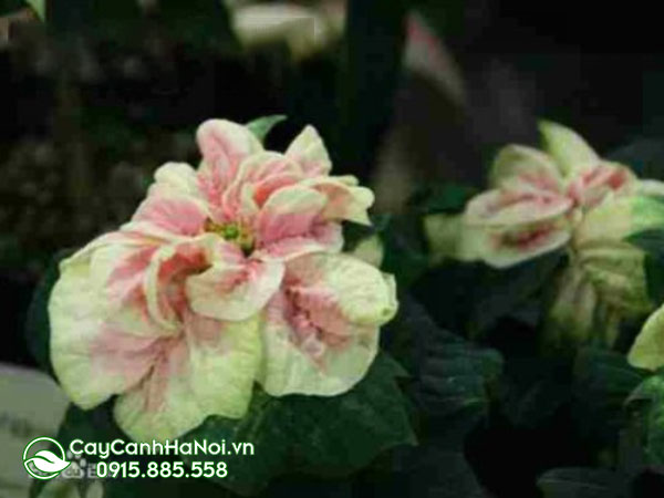 euphorbia Pulcherrima’winter Rose Early Marble‘