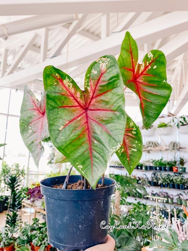 Flatter Me Caladium